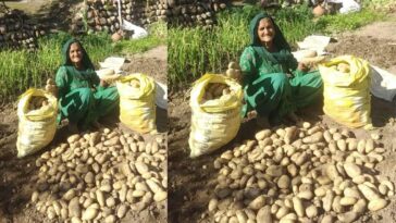 Success Story: हिमाचल के बुजुर्ग दंपत्ति का कमाल! प्राकृतिक खेती से मात्र 2 मरले में उगाए 2 क्विंटल आलू, कृषि विशेषज्ञ भी हैरान