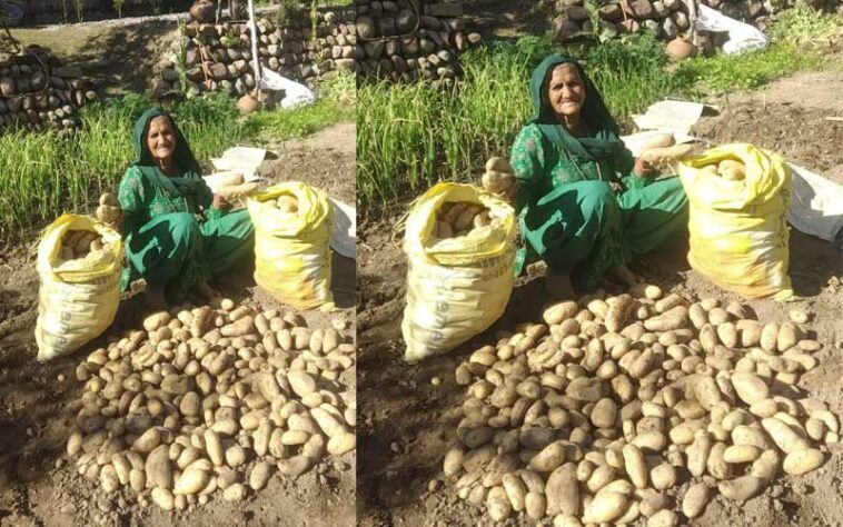 Success Story: हिमाचल के बुजुर्ग दंपत्ति का कमाल! प्राकृतिक खेती से मात्र 2 मरले में उगाए 2 क्विंटल आलू, कृषि विशेषज्ञ भी हैरान