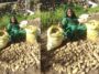 Success Story: हिमाचल के बुजुर्ग दंपत्ति का कमाल! प्राकृतिक खेती से मात्र 2 मरले में उगाए 2 क्विंटल आलू, कृषि विशेषज्ञ भी हैरान