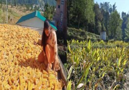 HP News: हिमाचल में प्राकृतिक खेती का बढ़ा क्रेज! नीलम और प्रेमलता की बढ़ी आमदनी, आर्थिकी में हुआ सुधार