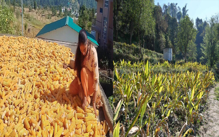 HP News: हिमाचल में प्राकृतिक खेती का बढ़ा क्रेज! नीलम और प्रेमलता की बढ़ी आमदनी, आर्थिकी में हुआ सुधार HP News: हिमाचल में प्राकृतिक खेती का बढ़ा क्रेज! नीलम और प्रेमलता की बढ़ी आमदनी, आर्थिकी में हुआ सुधार