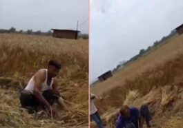 सिरमौर में साहब की दबंगई: अधिकारी के खेत में फसल काटते दिखे विभाग के कर्मी! गोबर उठवाने और घास कटवाने के भी आरोप