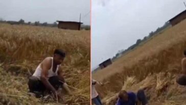 सिरमौर में साहब की दबंगई: अधिकारी के खेत में फसल काटते दिखे विभाग के कर्मी! गोबर उठवाने और घास कटवाने के भी आरोप