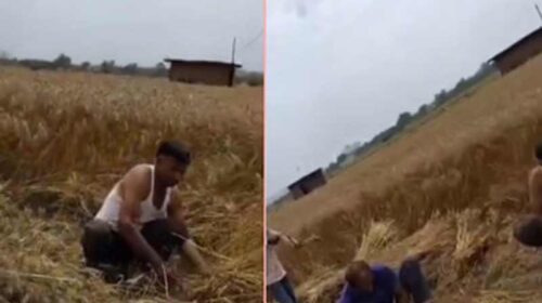 सिरमौर में साहब की दबंगई: अधिकारी के खेत में फसल काटते दिखे विभाग के कर्मी! गोबर उठवाने और घास कटवाने के भी आरोप