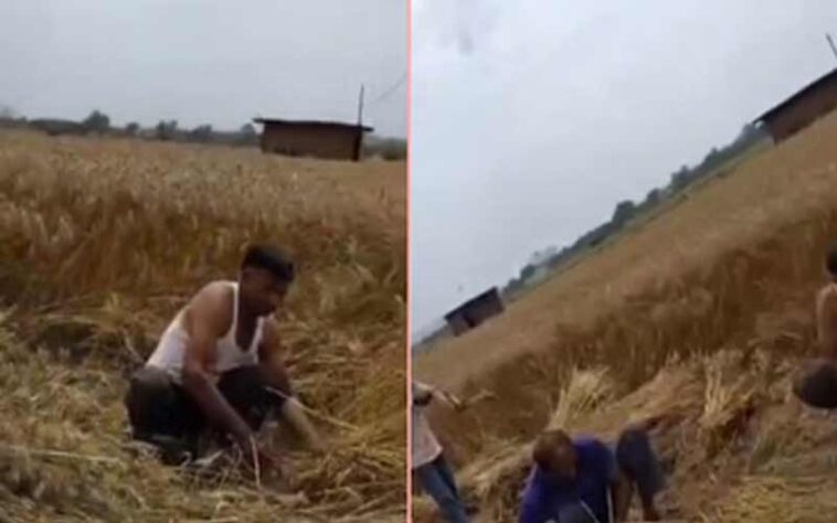सिरमौर में साहब की दबंगई: अधिकारी के खेत में फसल काटते दिखे विभाग के कर्मी! गोबर उठवाने और घास कटवाने के भी आरोप