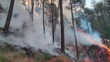 Himachal News Alert: हिमाचल में आग का तांडव! जंगल की लपटों ने ली 9 बेजुबानों की जान, 1 लाख की नकदी भी राख