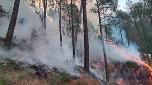 Himachal News Alert: हिमाचल में आग का तांडव! जंगल की लपटों ने ली 9 बेजुबानों की जान, 1 लाख की नकदी भी राख