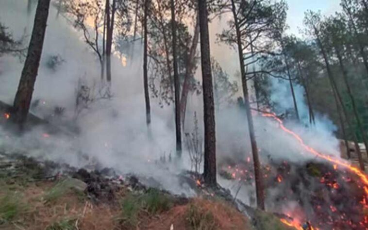 Himachal News Alert: हिमाचल में आग का तांडव! जंगल की लपटों ने ली 9 बेजुबानों की जान, 1 लाख की नकदी भी राख