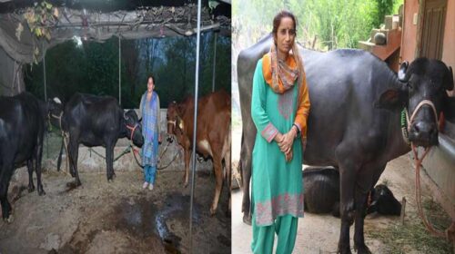 HP News: बाजार के मोल-भाव से मिली मुक्ति! हिमाचल की रीना और पानो देवी को घर द्वार मिल रहे दूध के अच्छे दाम