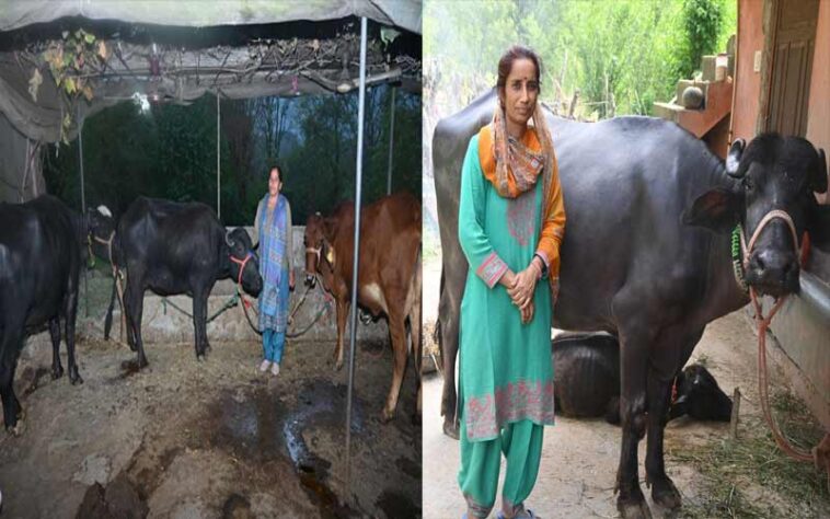 HP News: बाजार के मोल-भाव से मिली मुक्ति! हिमाचल की रीना और पानो देवी को घर द्वार मिल रहे दूध के अच्छे दाम