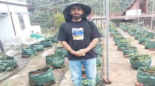 Achievement: हिमाचल के इंजीनियर ने घर की छत पर उगा दी 1,000 ब्लूबेरी! CM सुक्खू ने थपथपाई पीठ, ₹3000 किलो बिकेगा फल