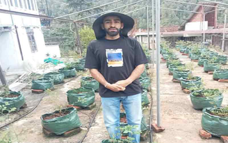 Achievement: हिमाचल के इंजीनियर ने घर की छत पर उगा दी 1,000 ब्लूबेरी! CM सुक्खू ने थपथपाई पीठ, ₹3000 किलो बिकेगा फल