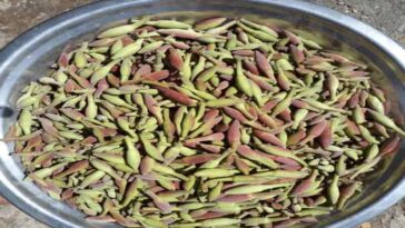 Himachal News : हिमाचल की थाली की शान बना कचनार! ग्रामीण क्षेत्रों से लेकर शहरों तक डिमांड, जानिए भाव