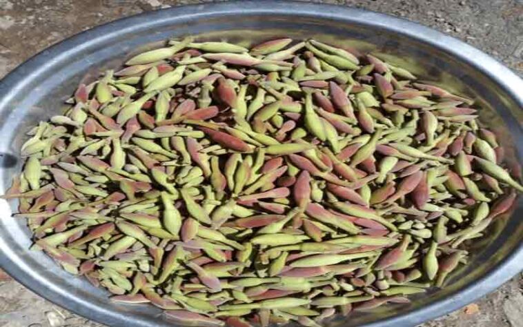 Himachal News : हिमाचल की थाली की शान बना कचनार! ग्रामीण क्षेत्रों से लेकर शहरों तक डिमांड, जानिए भाव