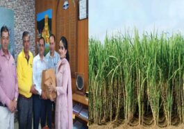 Himachal News : हिमाचल के ललित ने पथरीली जमीन पर उगाया गन्ना! 70 किलोग्राम शक्कर निकली, डीसी ने सराहा प्रयास