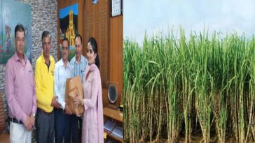 Himachal News : हिमाचल के ललित ने पथरीली जमीन पर उगाया गन्ना! 70 किलोग्राम शक्कर निकली, डीसी ने सराहा प्रयास