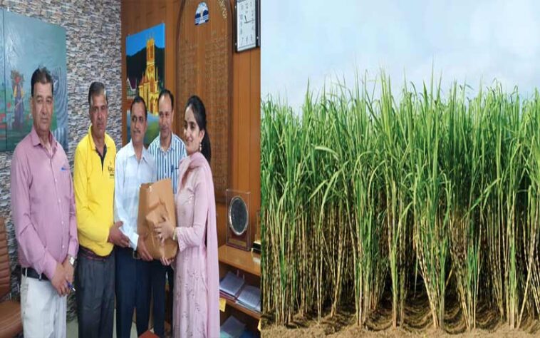 Himachal News : हिमाचल के ललित ने पथरीली जमीन पर उगाया गन्ना! 70 किलोग्राम शक्कर निकली, डीसी ने सराहा प्रयास