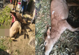Leopard Attack: रात के अंधेरे में गौशाला की छत फाड़कर अंदर घुसा तेंदुआ! 4 मवेशियों को उतारा मौ**त के घाट