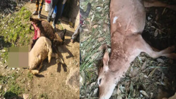 Leopard Attack: रात के अंधेरे में गौशाला की छत फाड़कर अंदर घुसा तेंदुआ! 4 मवेशियों को उतारा मौ**त के घाट