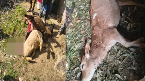 Leopard Attack: रात के अंधेरे में गौशाला की छत फाड़कर अंदर घुसा तेंदुआ! 4 मवेशियों को उतारा मौ**त के घाट