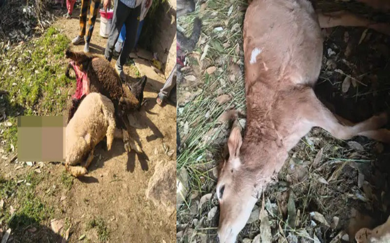 Leopard Attack: रात के अंधेरे में गौशाला की छत फाड़कर अंदर घुसा तेंदुआ! 4 मवेशियों को उतारा मौ**त के घाट