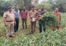 Sirmour News: लहसुन की ओट में फल-फूल रहा था अफीम का धंधा! पुलिस ने मारा छापा, आरोपी फरार