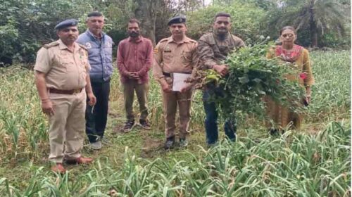 Sirmour News: लहसुन की ओट में फल-फूल रहा था अफीम का धंधा! पुलिस ने मारा छापा, आरोपी फरार