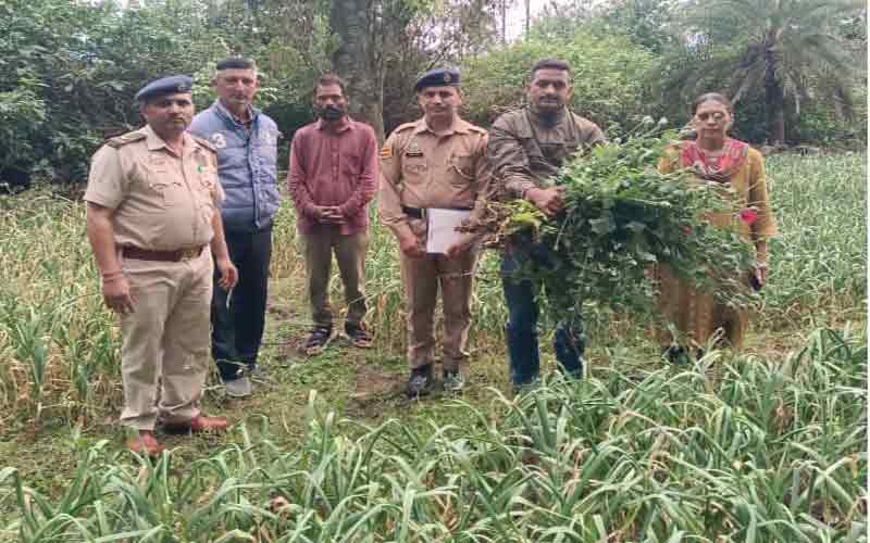 Sirmour News: लहसुन की ओट में फल-फूल रहा था अफीम का धंधा! पुलिस ने मारा छापा, आरोपी फरार