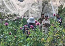 Himachal Crime News: अफीम की खेती का भंडाफोड़! एसटीएफ ने उखाड़े हजारों पौधे, जल्द होगी आरोपियों की गिरफ्तारी