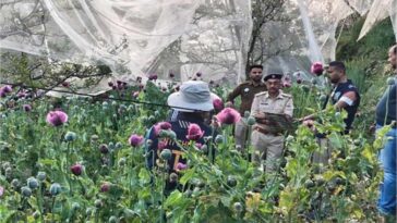 Himachal Crime News: अफीम की खेती का भंडाफोड़! एसटीएफ ने उखाड़े हजारों पौधे, जल्द होगी आरोपियों की गिरफ्तारी