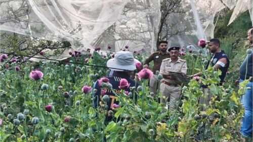Himachal Crime News: अफीम की खेती का भंडाफोड़! एसटीएफ ने उखाड़े हजारों पौधे, जल्द होगी आरोपियों की गिरफ्तारी