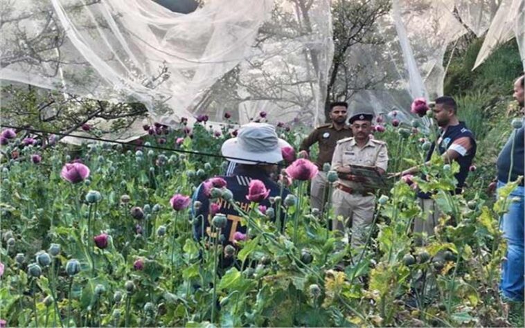 Himachal Crime News: अफीम की खेती का भंडाफोड़! एसटीएफ ने उखाड़े हजारों पौधे, जल्द होगी आरोपियों की गिरफ्तारी