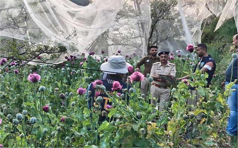 Himachal Crime News: अफीम की खेती का भंडाफोड़! एसटीएफ ने उखाड़े हजारों पौधे, जल्द होगी आरोपियों की गिरफ्तारी