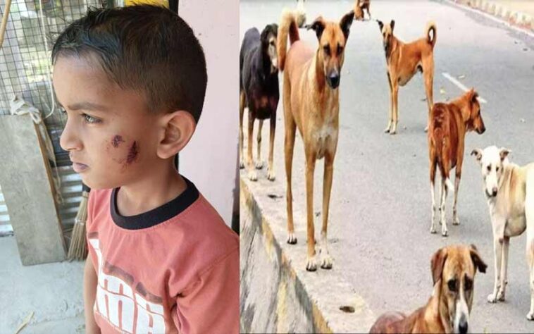 Himachal News Alert: खेत में गेहूं काट रहे थे मां-बाप! तभी कुत्तों के झुंड ने बेटे को किया लहूलुहान, दूर तक घसीटा