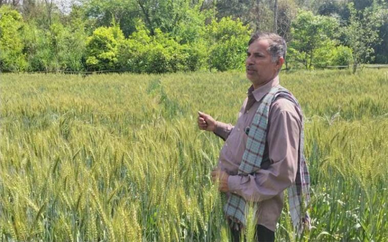 Himachal News: संजीव कुमार ने रासायनिक छोड़कर अपनाई प्राकृतिक खेती! अब घर बैठे कमा रहे मोटा मुनाफा