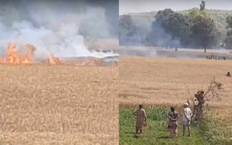 Paonta Sahib: पांवटा में कटाई से पहले राख हुई मेहनत की फसल! 50 बीघा गेहूं स्वाहा, किसान मायूस