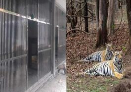 Sirmour News: दहाड़ से गूंजेगी श्रीरेणुकाजी की वादियां! जून में महाराष्ट्र से आएगा टाइगर का जोड़ा, CZA से मिली मंजूरी