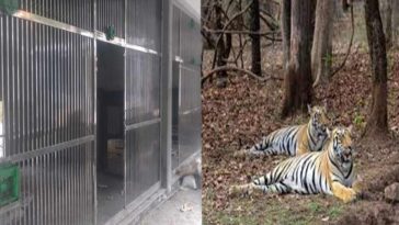 Sirmour News: दहाड़ से गूंजेगी श्रीरेणुकाजी की वादियां! जून में महाराष्ट्र से आएगा टाइगर का जोड़ा, CZA से मिली मंजूरी