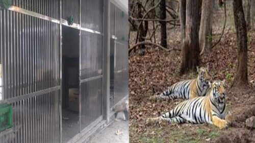 Sirmour News: दहाड़ से गूंजेगी श्रीरेणुकाजी की वादियां! जून में महाराष्ट्र से आएगा टाइगर का जोड़ा, CZA से मिली मंजूरी