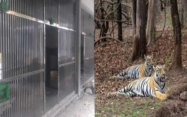 Sirmour News: दहाड़ से गूंजेगी श्रीरेणुकाजी की वादियां! जून में महाराष्ट्र से आएगा टाइगर का जोड़ा, CZA से मिली मंजूरी