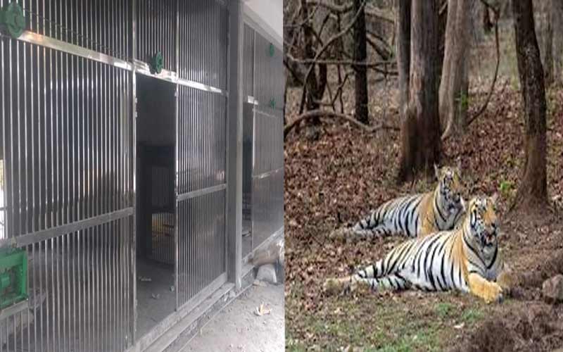Sirmour News: दहाड़ से गूंजेगी श्रीरेणुकाजी की वादियां! जून में महाराष्ट्र से आएगा टाइगर का जोड़ा, CZA से मिली मंजूरी