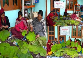 Success Story: हिमाचल की महिलाओं ने ‘टौर’ के पत्तों को बनाया कमाई का जरिया! सालाना कमा रहीं लाखों, मोबाइल पर मिल रहे ऑर्डर