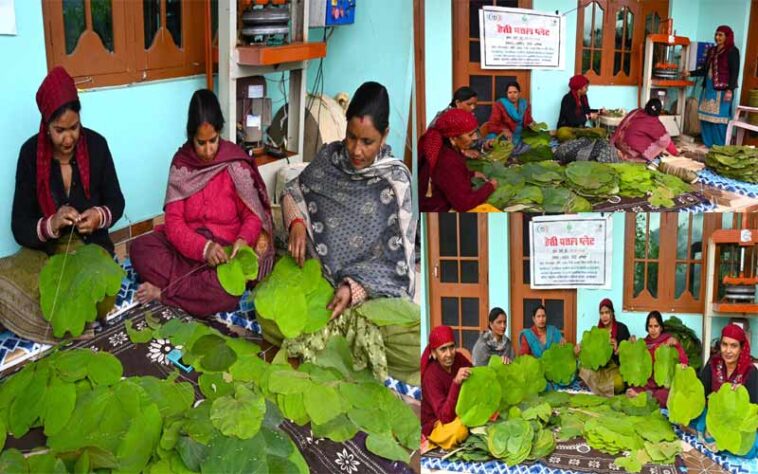 Success Story: हिमाचल की महिलाओं ने ‘टौर’ के पत्तों को बनाया कमाई का जरिया! सालाना कमा रहीं लाखों, मोबाइल पर मिल रहे ऑर्डर Success Story: हिमाचल की महिलाओं ने ‘टौर’ के पत्तों को बनाया कमाई का जरिया! सालाना कमा रहीं लाखों, मोबाइल पर मिल रहे ऑर्डर