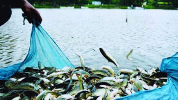 ऐतिहासिक पहलः जलाशय मछलियों के लिए एमएसपी लागू! रॉयल्टी घटाकर 1 प्रतिशत की