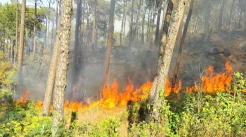 Himachal Latest News: हिमाचल में फायर सीजन का आगाज! तैनात होंगे फायर वाचर्स, फील्ड स्टाफ की छुट्टियां रद्द