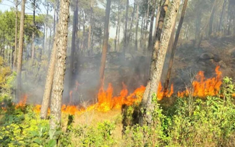 Himachal Latest News: हिमाचल में फायर सीजन का आगाज! तैनात होंगे फायर वाचर्स, फील्ड स्टाफ की छुट्टियां रद्द