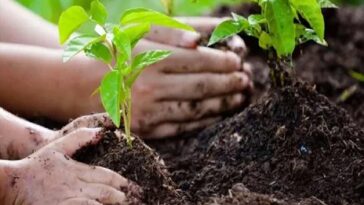 Himachal News: 4,000 हेक्टेयर भूमि में पौधरोपण का लक्ष्य! 15,000 महिलाओं को मिलेगा रोजगार, 1 लाख प्रोत्साहन राशि….