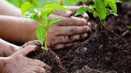 Himachal News: 4,000 हेक्टेयर भूमि में पौधरोपण का लक्ष्य! 15,000 महिलाओं को मिलेगा रोजगार, 1 लाख प्रोत्साहन राशि….