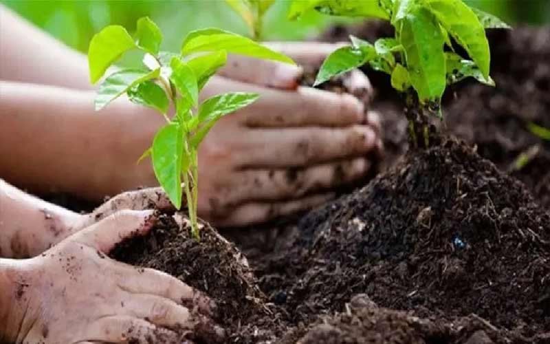 Himachal News: 4,000 हेक्टेयर भूमि में पौधरोपण का लक्ष्य! 15,000 महिलाओं को मिलेगा रोजगार, 1 लाख प्रोत्साहन राशि….