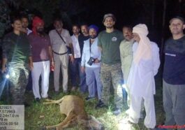 Paonta Sahib : घुतनपुर में बाघ का खूनी हमला, पुलिस कर्मी के घर बंधी गाय को बनाया निवाला! इलाके में दहशत